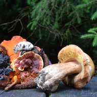 Rice, WA<BR>August 1-4, 2024 <BR> Quillisascut  Farm School <BR> Regional Rainbows: Exploring the Art and Science of Mushroom and Lichen Dyeing