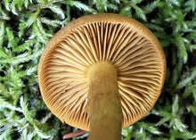 Hotchkiss, Colorado <BR>September 12–13, 2026 <BR> Stix & Stones Yarn Shop presents: Mushroom and Lichen Dyeing with  Fungi of the Rockies