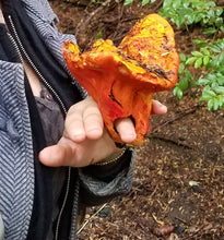 Whidbey Island, WA <BR> October 7-8, 2023 <BR> Hosted by Cultus Bay Gardens - Exploring Mushroom and Lichen Dyes of the Puget Sound Region