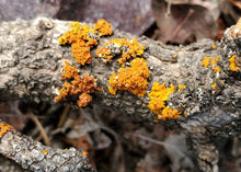 Hotchkiss, Colorado <BR>September 12–13, 2026 <BR> Stix & Stones Yarn Shop presents: Mushroom and Lichen Dyeing with  Fungi of the Rockies