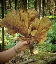 Whidbey Island, WA <BR> October 7-8, 2023 <BR> Hosted by Cultus Bay Gardens - Exploring Mushroom and Lichen Dyes of the Puget Sound Region