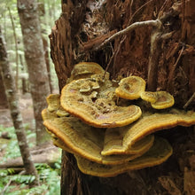 Filling FAST! <BR>Port Angeles, WA<BR>May 18, 2024 <BR> Port Angeles Fine Arts Center<BR> Celebrating Regional Dye Palettes: Exploring Wild Mushrooms and Lichens for Dyes