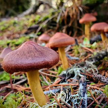 Sisters, Oregon<BR>September 19th-20th, 2026 <BR> Brought to you by Pine Meadow Ranch Center for Arts and Agriculture <BR>Exploring the Mushroom and Lichen Dye Palette of Central Oregon