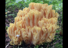 Hotchkiss, Colorado <BR>September 12–13, 2026 <BR> Stix & Stones Yarn Shop presents: Mushroom and Lichen Dyeing with  Fungi of the Rockies