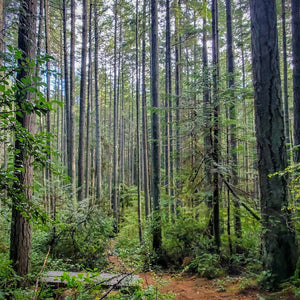 Filling FAST! <BR>Port Angeles, WA<BR>May 18, 2024 <BR> Port Angeles Fine Arts Center<BR> Celebrating Regional Dye Palettes: Exploring Wild Mushrooms and Lichens for Dyes