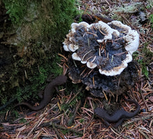 Sisters, Oregon<BR>September 19th-20th, 2026 <BR> Brought to you by Pine Meadow Ranch Center for Arts and Agriculture <BR>Exploring the Mushroom and Lichen Dye Palette of Central Oregon