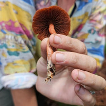 Person holding a mushroom in a natural setting