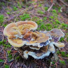 South Whidbey Island, WA <BR> October 12-13, 2024 <BR> Hosted by Cultus Bay Gardens - Exploring Whidbey Island's Mushroom and Lichen Dye Palette