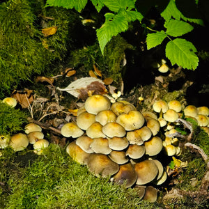 South Whidbey Island, WA <BR> October 12-13, 2024 <BR> Hosted by Cultus Bay Gardens - Exploring Whidbey Island's Mushroom and Lichen Dye Palette