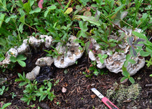 Hotchkiss, Colorado <BR>September 12–13, 2026 <BR> Stix & Stones Yarn Shop presents: Mushroom and Lichen Dyeing with  Fungi of the Rockies