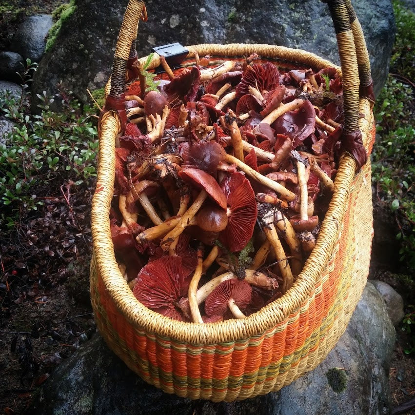 Mycopigments mycopigments