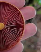 Whidbey Island, WA <BR> October 7-8, 2023 <BR> Hosted by Cultus Bay Gardens - Exploring Mushroom and Lichen Dyes of the Puget Sound Region