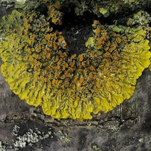 Moss Beach, CA <BR>April 18-19, 2026 <BR> Exploring Regional Dye Palettes