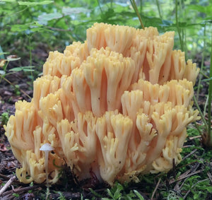 Denver Area <BR> May 6, 2023 <BR> Staunton State Park - Pine, Colorado <BR> Hosted by the Colorado Mycological Society <BR> An Introduction to Mushroom and Lichen Dyes