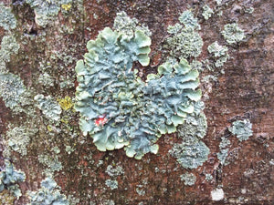 Madison, Connecticut <BR> July 14-16th, 2023 <BR> Sponsored by Madison Wool: Mushroom and Lichen Dyes of the Northeast