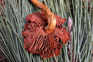 Fort Bragg, California <BR> April 15-16, 2023 <BR>Hosted by the Mendocino Coast Mushroom Club and Pacific Textile Arts - Mushroom and Lichen Dyes of the Mendocino Coast with Alissa Allen