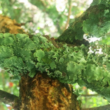 Moss Beach, CA <BR>April 18-19, 2026 <BR> Exploring Regional Dye Palettes